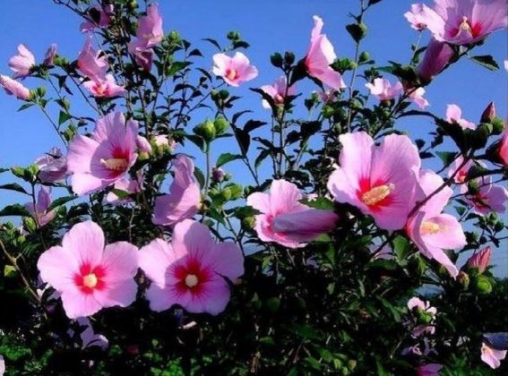 2 min 17 567x420 - Điểm tên các loài hoa được các nước trên thế giới chọn làm quốc hoa
