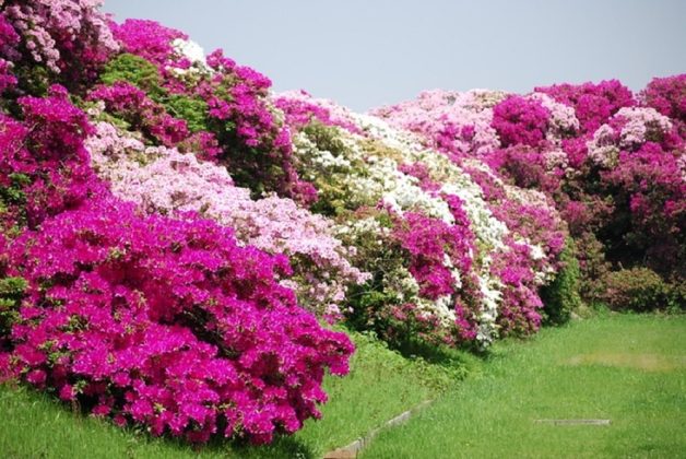 3 min 18 628x420 - Điểm tên các loài hoa được các nước trên thế giới chọn làm quốc hoa