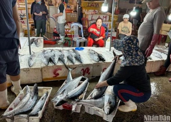 4 min 9 589x420 - Chợ cá lớn nhất Đà Nẵng tấp nập ngày cận Tết