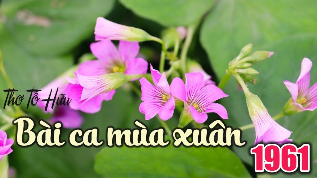 "Bài ca mùa xuân 1961" "Bài ca mùa xuân 1961"