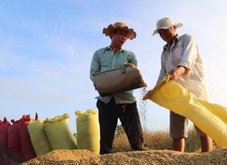Hạt gạo Việt Nam Hạt gạo Việt Nam
