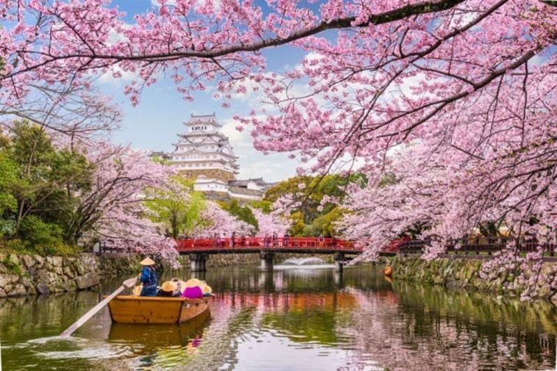 Hoa anh đào Nhật Bản!
