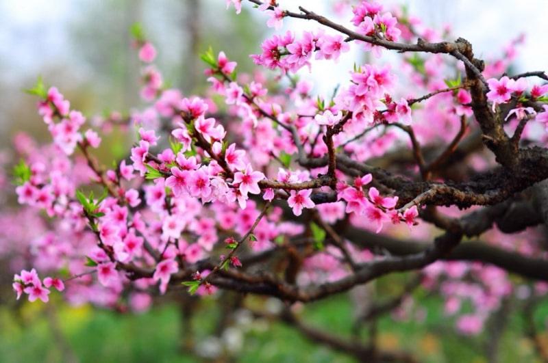 Hoa đào - Nét mỹ học phương Đông! - Tác giả: Nguyễn Thanh Tú