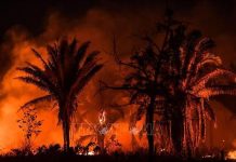 Rừng Amazon tại Brazil có số vụ cháy kỷ lục với gần 3.000 vụ trong tháng 2