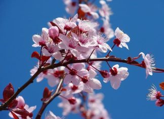 Lời chúc Tết bố mẹ, ông bà năm Giáp Thìn hay, cảm động Lời chúc Tết bố mẹ, ông bà năm Giáp Thìn hay, cảm động