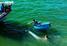 Bình Định: Nỗ lực cứu hộ cá voi bị thương nặng mắc cạn