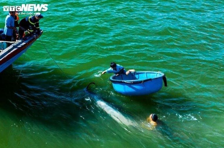 No luc cuu ho ca voi bi thuong nang mac can 2 min - Bình Định: Nỗ lực cứu hộ cá voi bị thương nặng mắc cạn