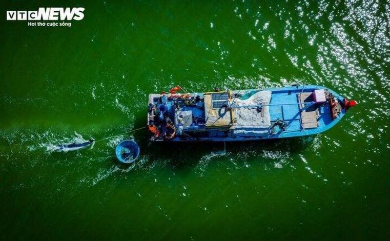 No luc cuu ho ca voi bi thuong nang mac can 3 min - Bình Định: Nỗ lực cứu hộ cá voi bị thương nặng mắc cạn