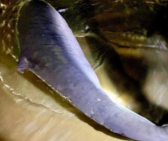 No luc cuu ho ca voi bi thuong nang mac can min - Bình Định: Nỗ lực cứu hộ cá voi bị thương nặng mắc cạn
