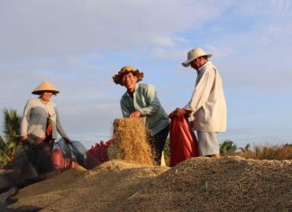 ĐBSCL với đề án 1 triệu héc – ta lúa chất lượng cao: Chuyên nghiệp hóa ngành hàng lúa gạo ĐBSCL với đề án 1 triệu héc - ta lúa chất lượng cao: Chuyên nghiệp hóa ngành hàng lúa gạo
