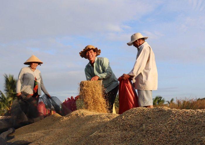Thu hoach lua vu Dong Xuan o Dong bang song Cuu Long - ĐBSCL với đề án 1 triệu héc - ta lúa chất lượng cao: Chuyên nghiệp hóa ngành hàng lúa gạo