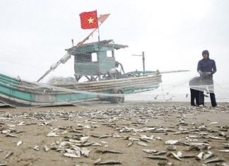 Ngư dân đánh bắt hàng tấn cá trích, kiếm hàng chục triệu mỗi ngày