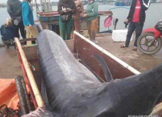 Ngư dân Quảng Trị săn được cá cờ khủng nặng 200kg, thu ngay 16 triệu khi lên bờ