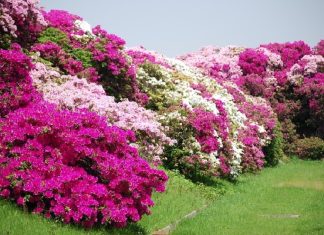 Điểm tên các loài hoa được các nước trên thế giới chọn làm quốc hoa