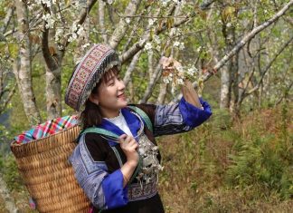 Du khách đến tham quan, trải nghiệm và chụp ảnh tại vườn lê.