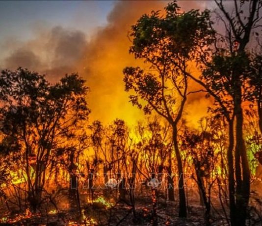 Cháy rừng lan rộng ở Mexico làm ít nhất 4 người thiệt mạng