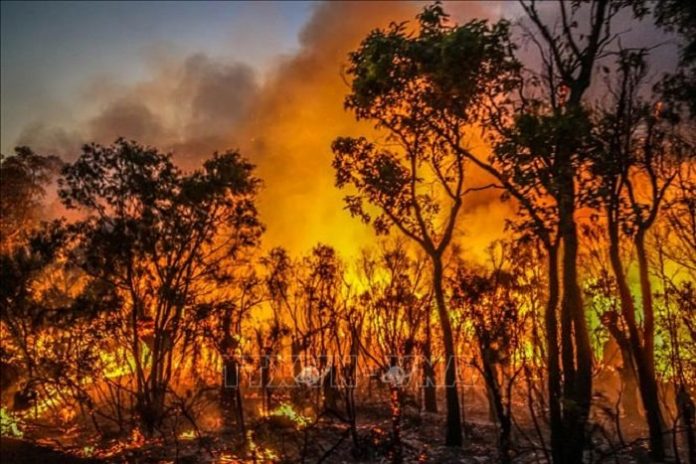 Cháy rừng lan rộng ở Mexico làm ít nhất 4 người thiệt mạng
