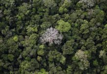 Chương trình 1 tỷ euro bảo vệ rừng Amazon