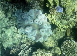 Australia: Hiện tượng tẩy trắng diện rộng xảy ra tại rạn san hô Great Barrier