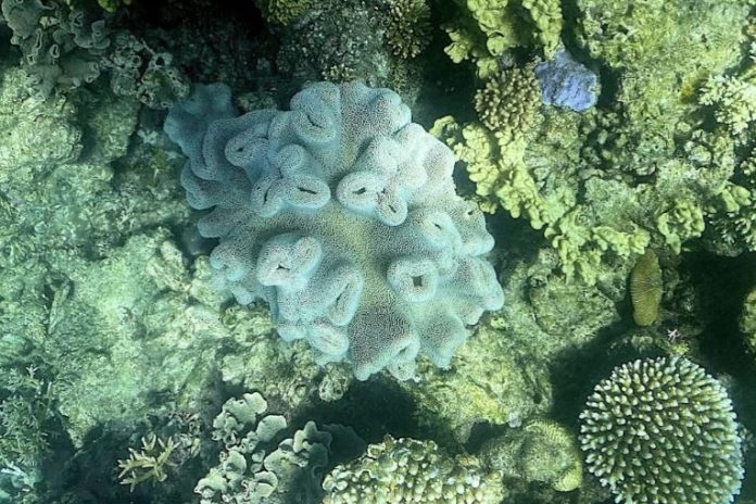 Australia: Hiện tượng tẩy trắng diện rộng xảy ra tại rạn san hô Great Barrier Australia: Hiện tượng tẩy trắng diện rộng xảy ra tại rạn san hô Great Barrier