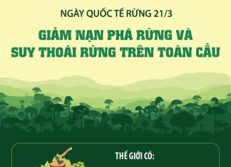'Rừng và Đổi mới: Giải pháp mới cho một thế giới tốt đẹp hơn'