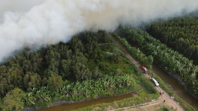 40 ha rừng ở Cà Mau đang cháy lớn