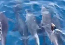 Video: Đàn cá heo hơn 100 con 'nhảy múa' ở vùng biển gần danh thắng Mũi Điện