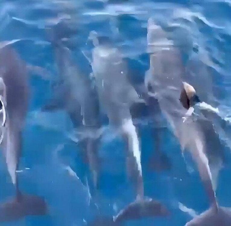 Dan ca heo hon 100 con min - Video: Đàn cá heo hơn 100 con 'nhảy múa' ở vùng biển gần danh thắng Mũi Điện