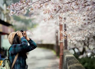 Đến đất nước Mặt trời mọc ngắm hoa anh đào Đến đất nước Mặt trời mọc ngắm hoa anh đào