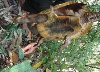 Phát hiện rùa đầu to quý hiếm ở Quảng Nam