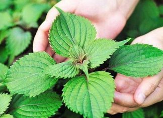 Uống nước tía tô hàng ngày có tốt không?