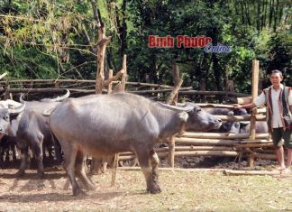 Con trâu trong văn hóa truyền thống của người S'tiêng (Bài 1)