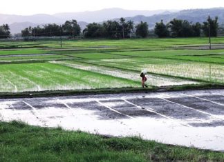 Gió mùa xưa đưa hương nhớ – Tác giả: Võ Tiến Gió mùa xưa đưa hương nhớ - Tác giả: Võ Tiến