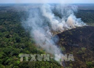 Diện tích cháy rừng Amazon tại Brazil cao kỷ lục trong 25 năm