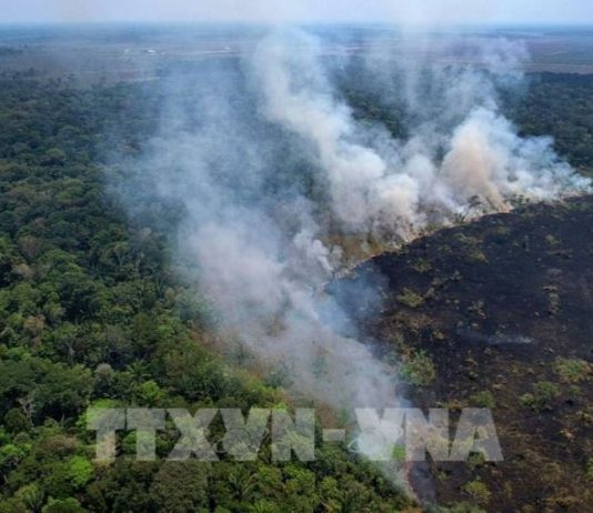 Diện tích cháy rừng Amazon tại Brazil cao kỷ lục trong 25 năm