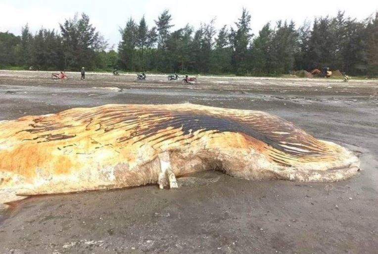 Phat hien xac ca voi 2 min - Phát hiện xác cá voi nặng hơn 3 tấn dạt vào bờ biển Nghệ An