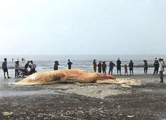 Phát hiện xác cá voi nặng hơn 3 tấn dạt vào bờ biển Nghệ An