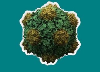 Một virus thực vật có tiềm năng chặn ung thư di căn