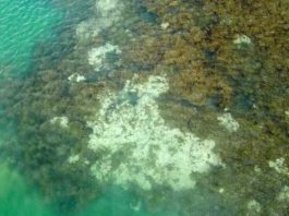 NOAA: Hơn 60% rạn san hô trên thế giới đã bị tẩy trắng trong năm qua