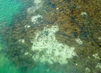 NOAA: Hơn 60% rạn san hô trên thế giới đã bị tẩy trắng trong năm qua