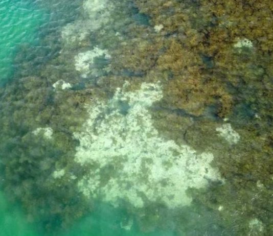 NOAA: Hơn 60% rạn san hô trên thế giới đã bị tẩy trắng trong năm qua