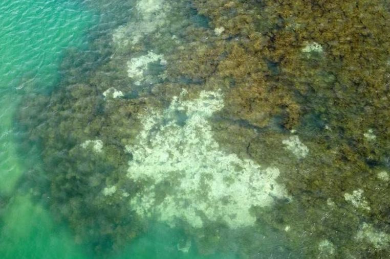 ran san ho tren the gioi da bi tay trang 2 min - NOAA: Hơn 60% rạn san hô trên thế giới đã bị tẩy trắng trong năm qua