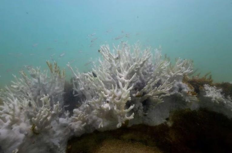 ran san ho tren the gioi da bi tay trang min - NOAA: Hơn 60% rạn san hô trên thế giới đã bị tẩy trắng trong năm qua