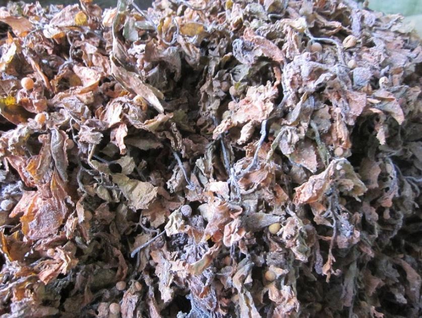 Rong biển khô.