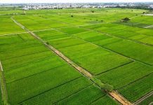 Đưa Thái Bình trở thành tỉnh phát triển toàn diện - Bài 3: Hướng trở thành trung tâm sản xuất nông nghiệp hàng đầu