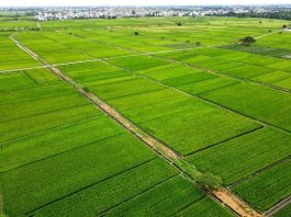 Đưa Thái Bình trở thành tỉnh phát triển toàn diện - Bài 3: Hướng trở thành trung tâm sản xuất nông nghiệp hàng đầu