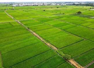 Đưa Thái Bình trở thành tỉnh phát triển toàn diện – Bài 3: Hướng trở thành trung tâm sản xuất nông nghiệp hàng đầu Đưa Thái Bình trở thành tỉnh phát triển toàn diện - Bài 3: Hướng trở thành trung tâm sản xuất nông nghiệp hàng đầu