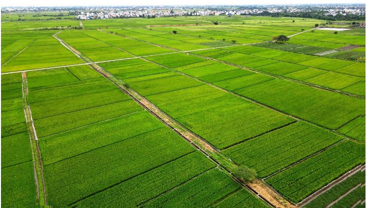 tro thanh tinh phat trien toan dien 2 min - Đưa Thái Bình trở thành tỉnh phát triển toàn diện - Bài 3: Hướng trở thành trung tâm sản xuất nông nghiệp hàng đầu