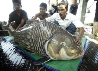 Bí mật về những loài 'thủy quái' đáng sợ ở sông Mêkong