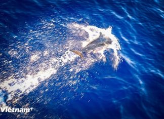 Xem cá heo trình diễn, tung hứng đùa giỡn bơi theo tàu ra Trường Sa
